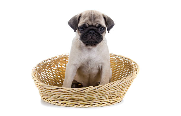 istock Small puppy in a basket 521008786