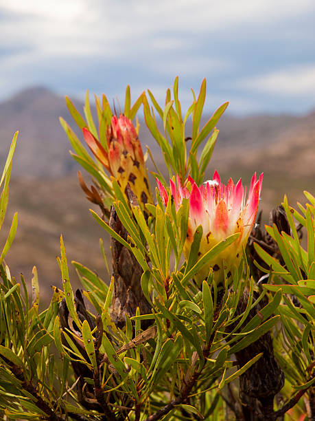 istock Protea in South Africa 521009500