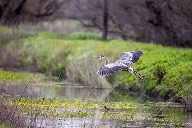 Great Blue Heron Flying Great Blue Heron at Merced Wildlife Refuge. heron photos stock pictures, royalty-free photos & images
