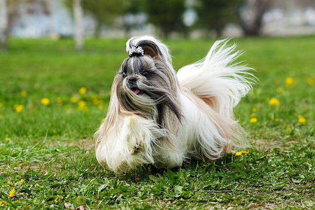 decorative Shih Tzu dog runs Shih Tzu decorative dog runs in the summer on the grass, hair flying in the wind shih tzu stock pictures, royalty-free photos & images