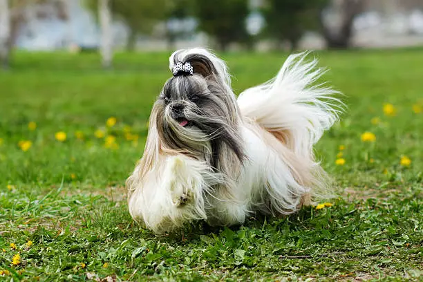 Shih Tzu decorative dog runs in the summer on the grass, hair flying in the wind