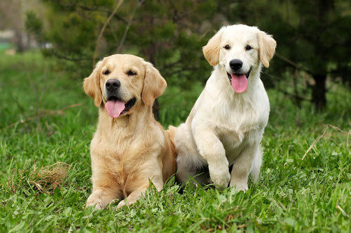 Pure White Labrador Puppies\nPart of a Series from Birth to 7 Weeks Old