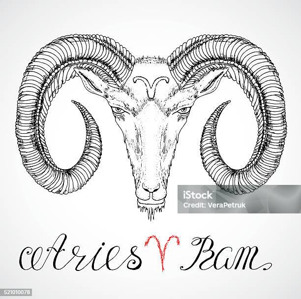 Hand Drawn Zodiac Sign Ram Or Aries Stock Illustration - Download Image Now  - Animal, Animal Body Part, Animal Head - iStock