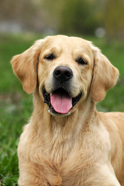 istock happy dog Golden Retriever 521010238