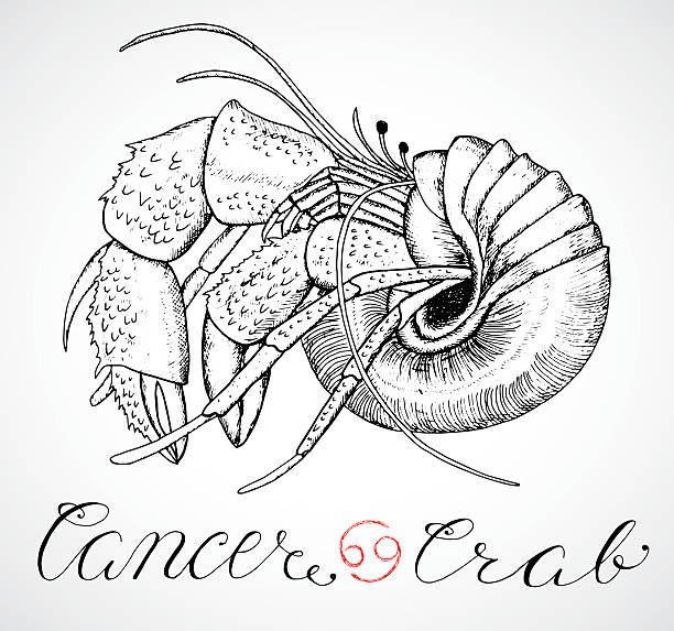 Hand drawn zodiac sign Cancer or Crab Hand drawn astrological zodiac sign Crab or Cancer. Line art vector illustration of engraved horoscope symbol. Traditional style. Doodle drawing and sketch with calligraphic lettering hermit crab stock illustrations
