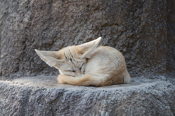 istock White Fennec fox or Desert fox with big ear 521010392