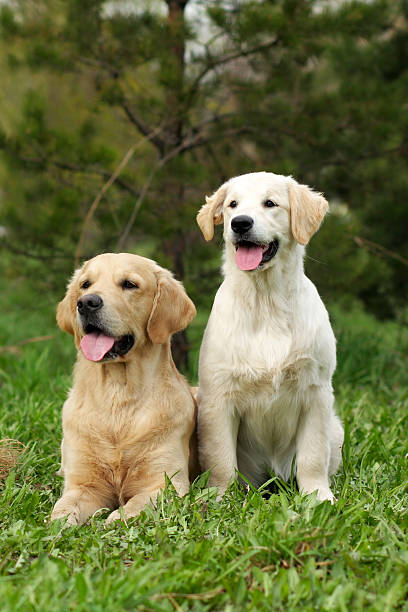 istock two dogs Golden retrievers 521010442