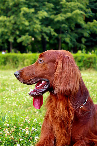 istock Profile of the Irish setter 521010490