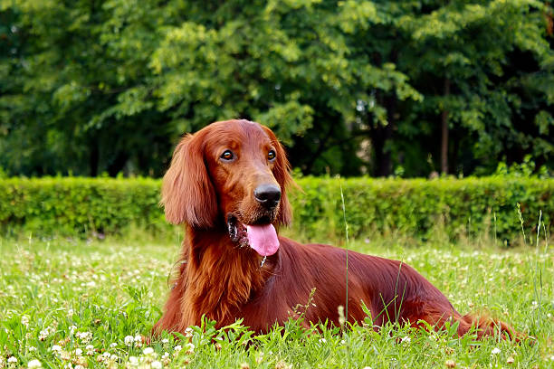 istock The Irish setter lies on a grass 521010624
