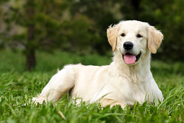 istock happy puppy Golden Retriever 521011066