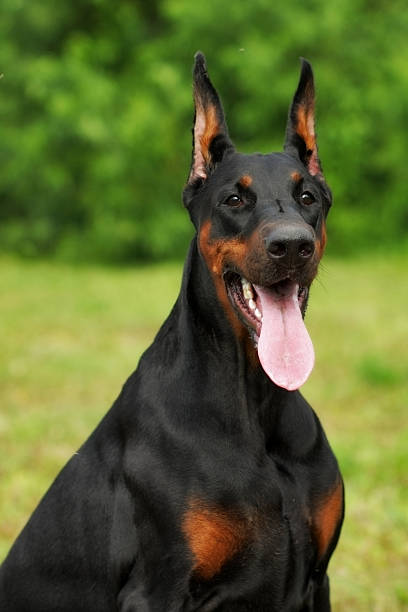 istock Portrait of purebred doberman pinscher 521011108