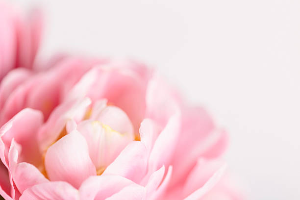 istock Smooth pink tulip petals in bloom 521011222