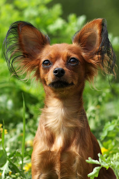 istock decorative dog Russian Toy Terrier 521011456