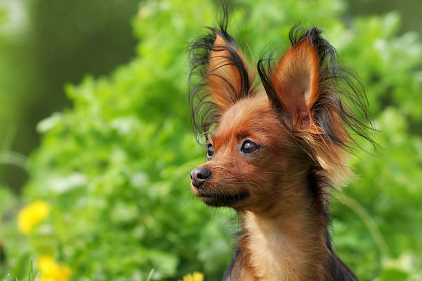 istock decorative dog Russian Toy Terrier 521011484