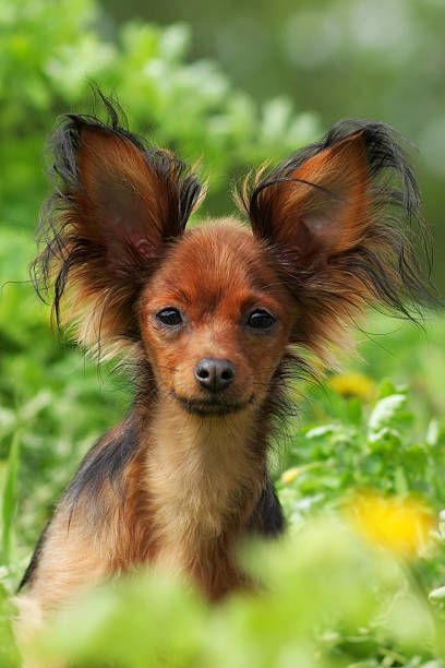 istock decorative dog Russian Toy Terrier 521011510