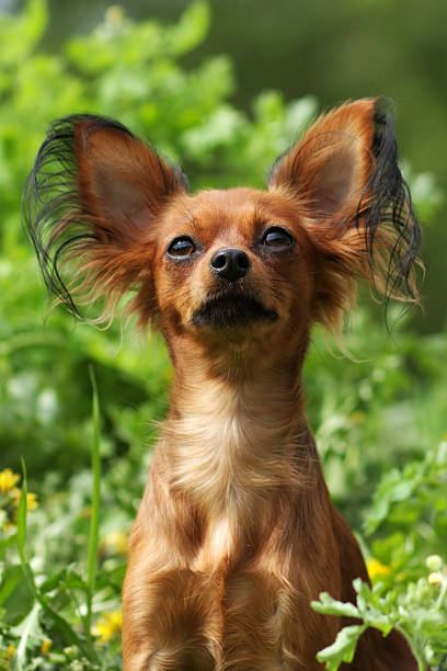 istock dog Russian Toy Terrier 521011532