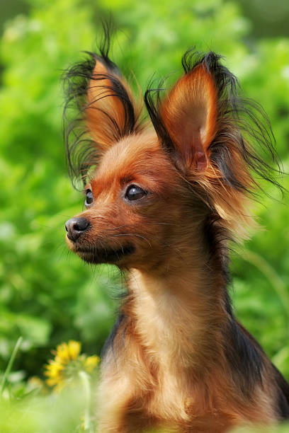 istock decorative dog Russian Toy Terrier 521011582