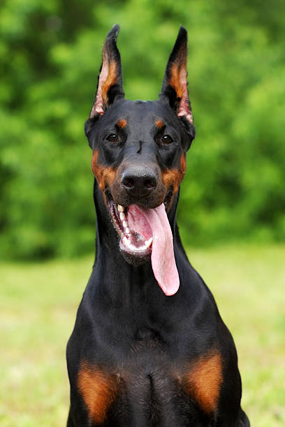 istock Portrait of purebred doberman pinscher. 521011978