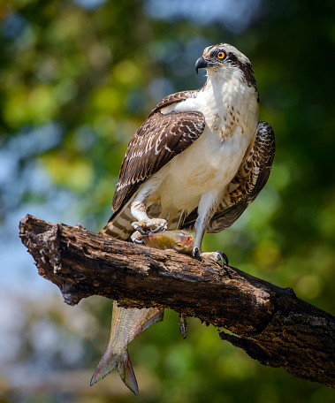 Osprey With Fish - Perched