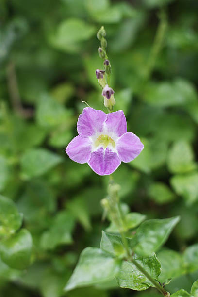 istock Chinese violet, Coromandel flower, Ganges primrose, Philippine violet 521012600