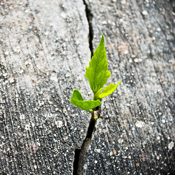 istock Young plant growing out of concrete 521013672