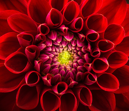 Red chrysanthemum flower close-up, abstract background