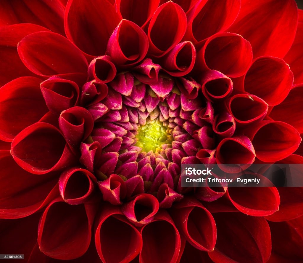 Flower background Red chrysanthemum flower close-up, abstract background Flower Stock Photo