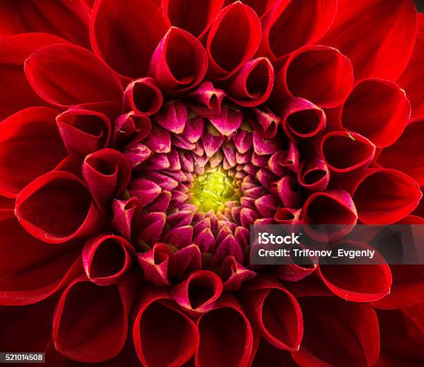 Foto de Fundo De Flores e mais fotos de stock de Flor - Flor, Vermelho, Natureza