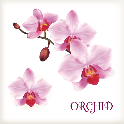 Orchid flowers set on the white, vector illustration