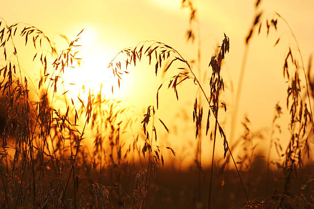 istock the ears of corn at sunset 521015068