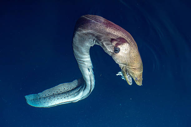 istock Eel mooray portrait in maldives 521015522