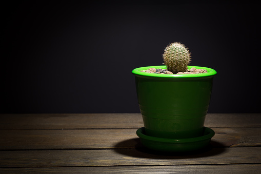 green cactus in a pot on a black background side view