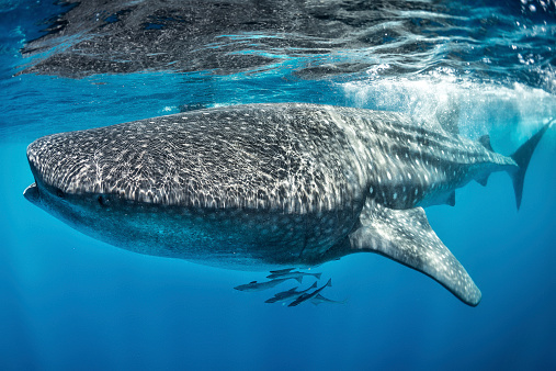 Whale shark swimming in the sea just below the water surface. Few other smaller fishes can be seen below.
