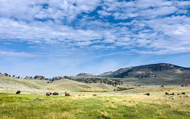 istock Bison grazing, Yellowstone National Park, USA. 521022741