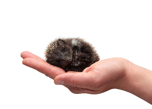Hedgehog in hand on white background Hedgehog in hand on white background bristle animal part photos stock pictures, royalty-free photos & images
