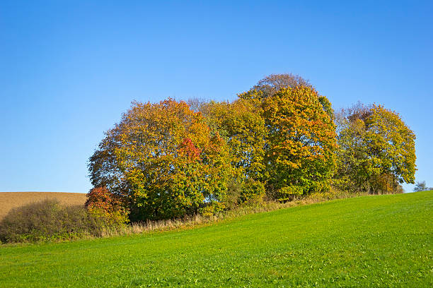 paysage d'automne - schorfheide photos et images de collection