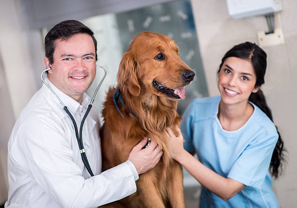 istock Dog at the vet 521023927