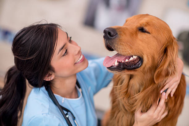 istock Dog at the vet 521023965