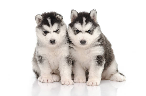 istock Cute black and white siberian husky puppy sitting 521025069