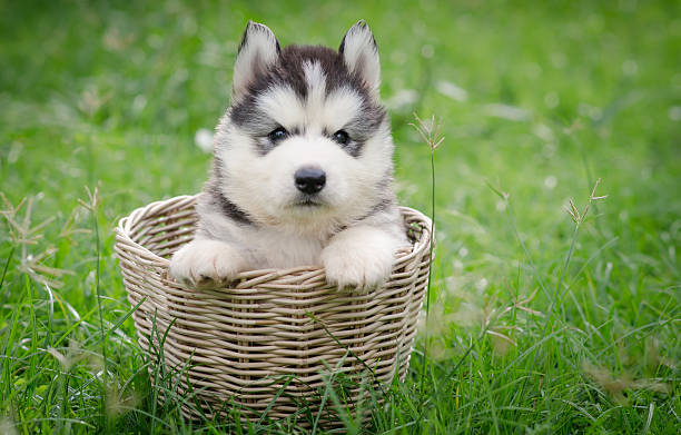 istock Cute siberian husky  puppy in basket 521025411