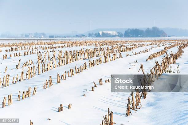 Rows Of Maize Stubbles In Snow Stock Photo - Download Image Now - Agriculture, Brown, Farm
