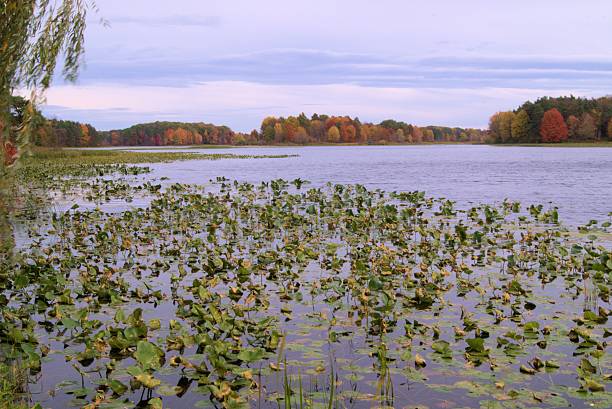 istock lily pads in Autumn. 521026609