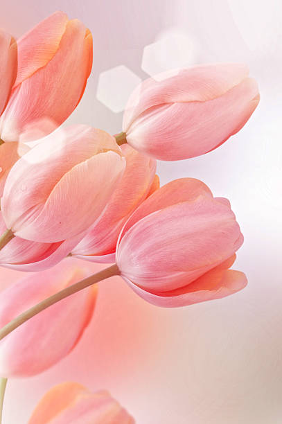 istock Close-up of tulip  flower 521026821