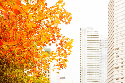 Maple tree with orange autumn/fall leaves and high-rise city buildings in the background. Toronto, Canada.