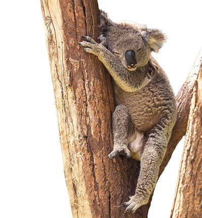 Cute Koala isolated on white background