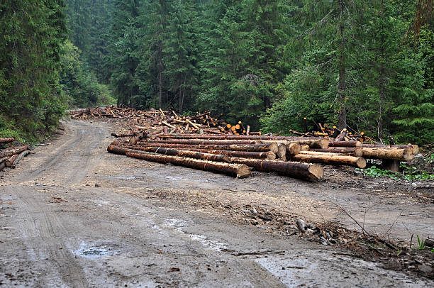 istock Freshly cut tree trunks near a forest road 521028329
