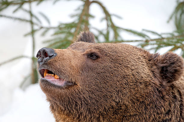 istock Brown bear grizzly portrait in the snow 521028549
