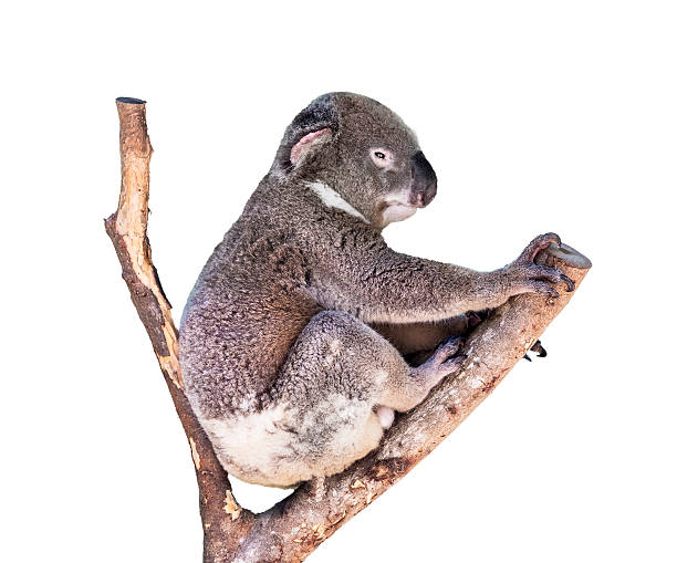 koala carino isolato su sfondo bianco - stuffed animal toy koala australia foto e immagini stock