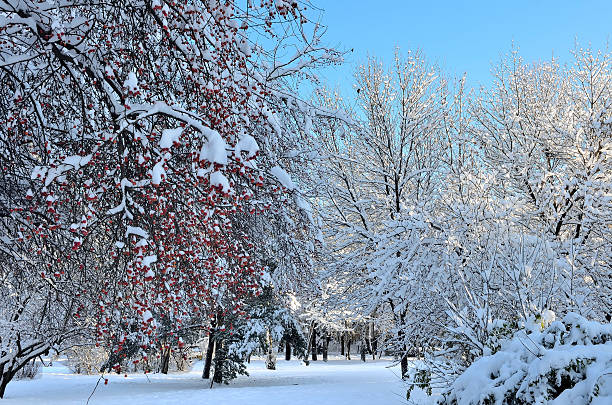 istock Winter landscape with snow covered trees 521028941