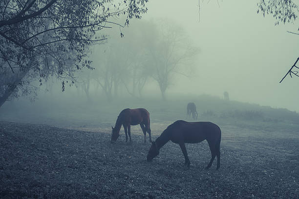 istock Horses grazing in the mist 521029465